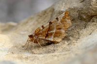 Selenia dentaria