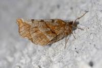 Selenia dentaria