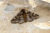 Lycia hirtaria