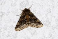 Lycia hirtaria