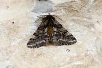 Lycia hirtaria