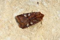 Cerastis leucographa