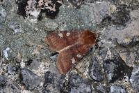 Cerastis leucographa