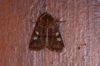 Cerastis leucographa
