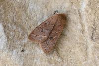 Orthosia cerasi