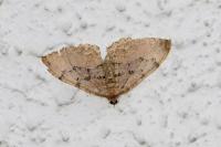 Rheumaptera cervinalis cervinalis
