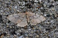 Rheumaptera cervinalis cervinalis