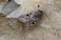 Orthosia gothica
