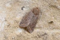 Orthosia cruda