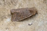 Orthosia cruda