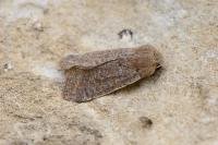 Orthosia cruda