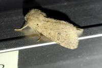 Orthosia cruda