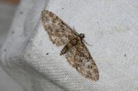 Eupithecia abbreviata