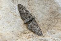 Eupithecia abbreviata