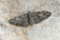 Eupithecia abbreviata