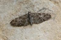 Eupithecia abbreviata