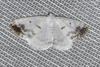 Lomographa temerata