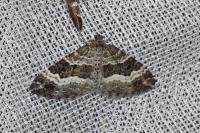 Epirrhoe alternata