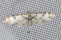 Eupithecia irriguata