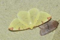 Opisthograptis luteolata