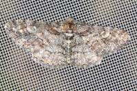 Cleora cinctaria