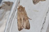 Lithophane socia