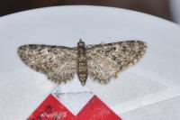 Eupithecia dodoneata