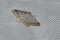Macaria alternata