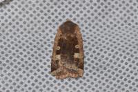 Conistra erythrocephala