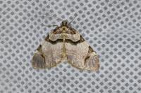 Anticlea derivata