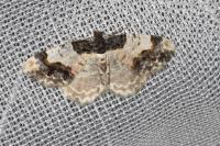 Ligdia adustata