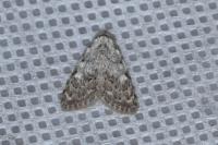 Nola confusalis