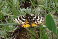 Eurranthis plummistaria