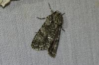 Acronicta rumicis