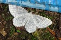 Asthena albulata