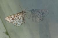 Chiasmia clathrata