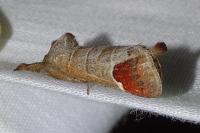 Clostera curtula