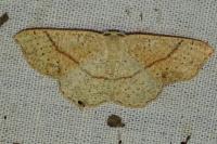 Cyclophora punctaria