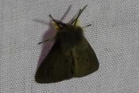 Diaphora mendica