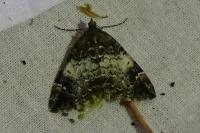 Dysstroma truncata