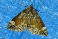 Dysstroma truncata