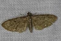 Eupithecia vulgata