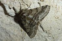 Lycia hirtaria