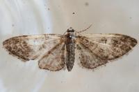 Eupithecia