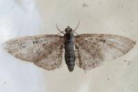 Eupithecia