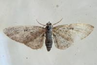 Eupithecia