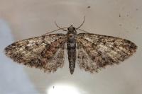 Eupithecia cocciferata
