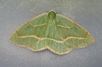Hylaea fasciaria