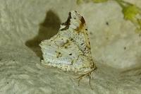 Macaria alternata