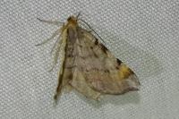 Macaria liturata